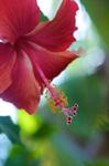 Bora Flowers 2 