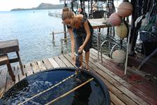 Cultivating Black Pearl Oysters 
