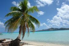 Coconut trees, Beach and the Lagoon 