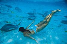 Swimming with Stingrays 