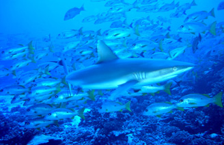 Go Scuba diving with TopDive and see amazing marine life