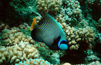 Breathtaking tropical fish.  Image:  Tahiti Tourism