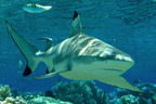 Accommodation and diving package deal, Le Maitai Polynesia Bora Bora